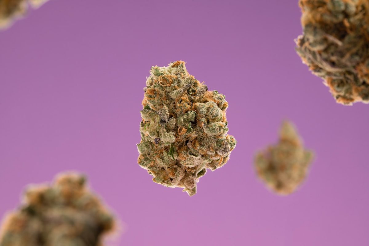 Fresh cannabis flower