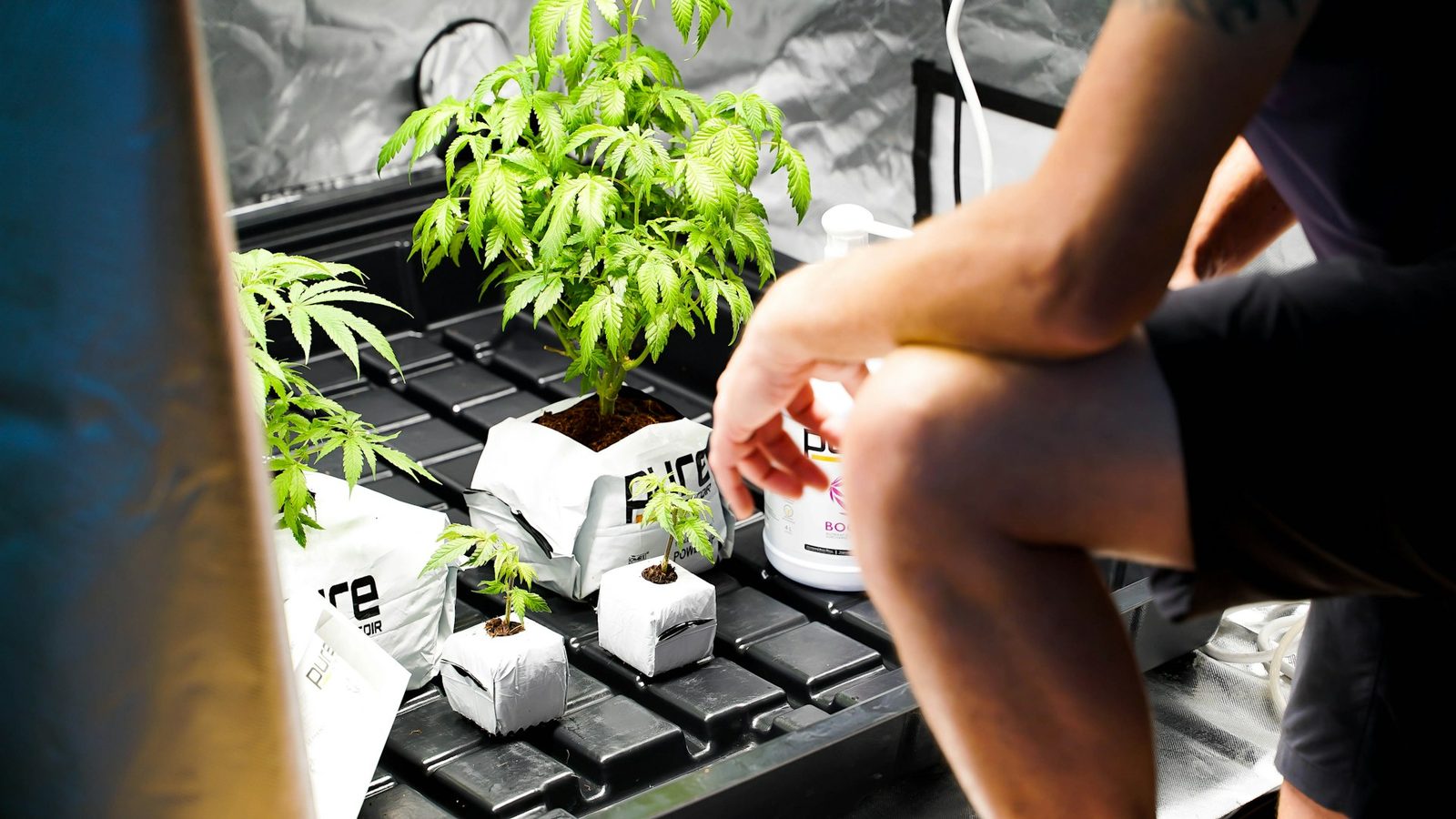 Fresh cannabis ready for same-day delivery in North York